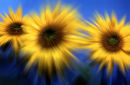 sunflower blur1